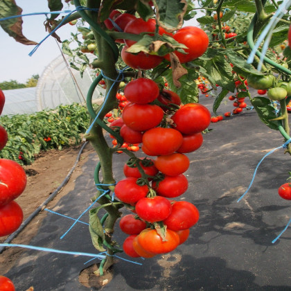 Paradajka Uragan F1 - Solanum lycopersicum - semená paradajky - 10 ks