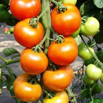 Paradajka Orkado F1 - Solanum lycopersicum - semená paradajky - 0,1 g