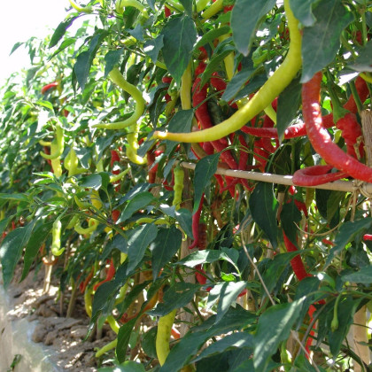 Paprika kozí roh Beros - Capsicum annuum - semená chilli - 15 ks