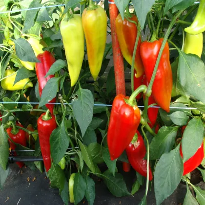 Paprika Beja F1- Capsicum annuum - semená papriky - 10 ks