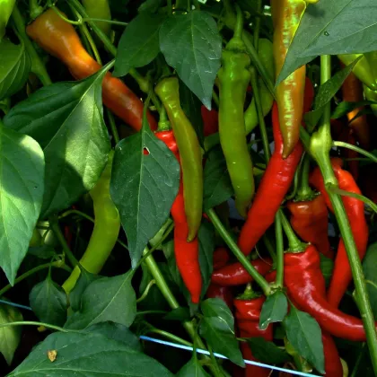 Paprika kozí roh Poseidon - Capsicum annuum - semená chilli - 15 ks