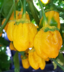 Chilli 7 Pot Bubblegum Yellow - Capsicum chinense - semená chilli - 7 ks