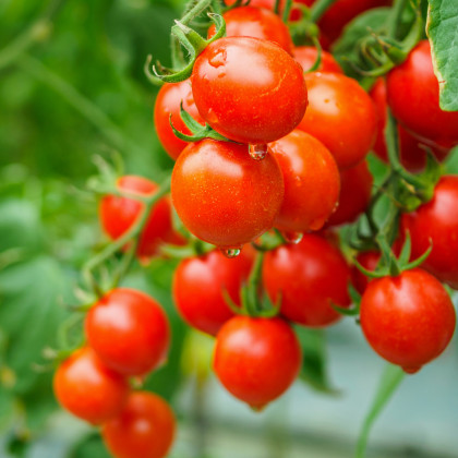 Paradajka Bejbino F1 - Solanum lycopersicum - semená paradajky - 7 ks