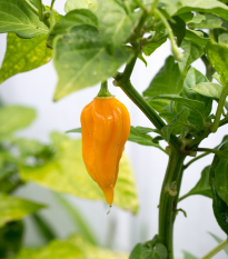 Chilli žlté Bhut Jolkia - Capsicum chinense - semená chilli - 5 ks