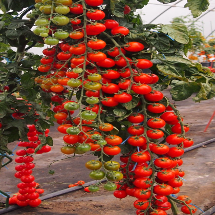 Paradajka Charmant F1 - Solanum lycopersicum - semená paradajky - 10 ks