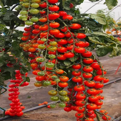 Paradajka Charmant F1 - Solanum lycopersicum - semená paradajky - 10 ks