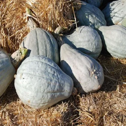 Tekvica Blue Hubbard - Cucurbita maxima - semená tekvice - 7 ks