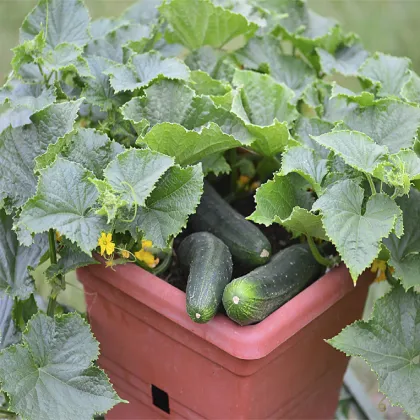 Uhorka šalátová do kvetináča Bush Champion - Cucumis sativus - semená uhorky - 8 ks