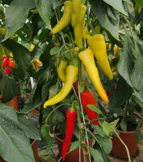 Paprika kozí / baraný roh Sora - Capsicum annuum - semená papriky - 55 ks