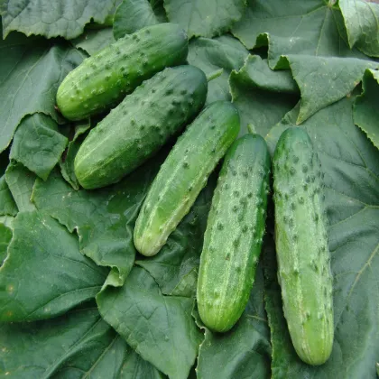 Uhorka nakladačka Altaj F1 - Cucumis sativus - semená uhorky - 15 ks