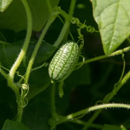 Mexická miniuhorka - Zehneria scabra - semená uhorky cucamelon - 5 ks