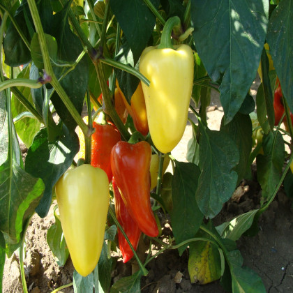 Paprika Zlata - Capsicum annuum - semená papriky - 30 ks