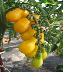 Paradajka Perun - Solanum lycopersicum - semená paradajky - 10 ks