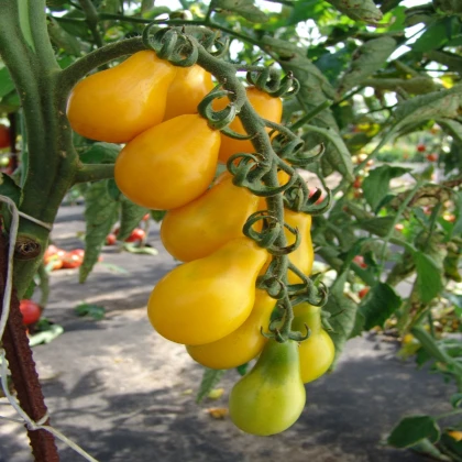 Paradajka Perun - Solanum lycopersicum - semená paradajky - 10 ks