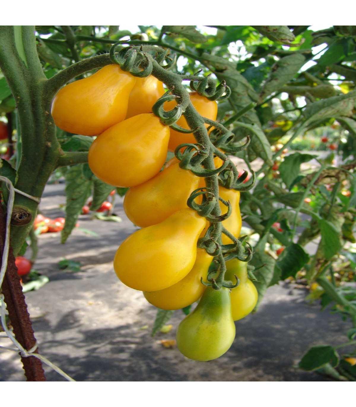 Paradajka Perun - Solanum lycopersicum - semená paradajky - 10 ks