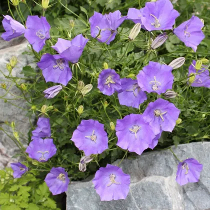 Zvonček karpatský modrý - Campanula carpatica - semená zvončeka - 400 ks