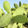 Opuncia - Indiánske figy - Opuntia compressa - semená opuncie - 7 ks