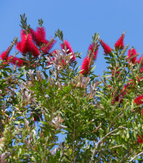 Tyčinkovec kopijovitolistý - Callistemon citrinus - semená tyčinkovca - 10 ks