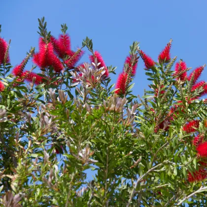 Tyčinkovec kopijovitolistý - Callistemon citrinus - semená tyčinkovca - 10 ks