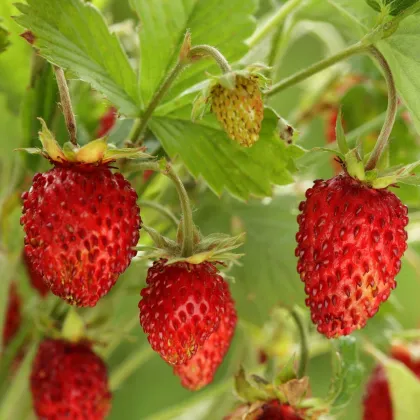 Jahoda lesná Tubby Red - Fragaria vesca - semená - 15 ks