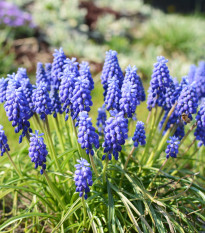 Modrica arménska - Muscari armeniacum - cibuľoviny - 5 ks