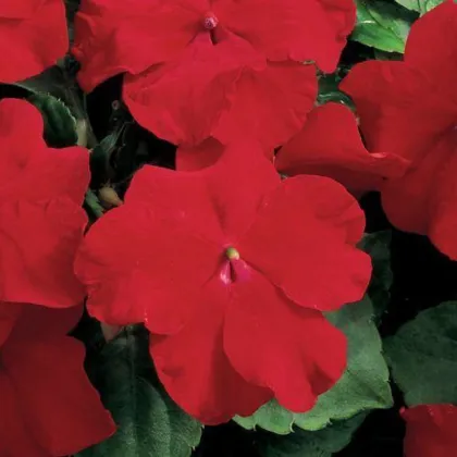 Netýkavka Accent červená F1 - Impatiens walleriana - semena netýkavky - 20 ks