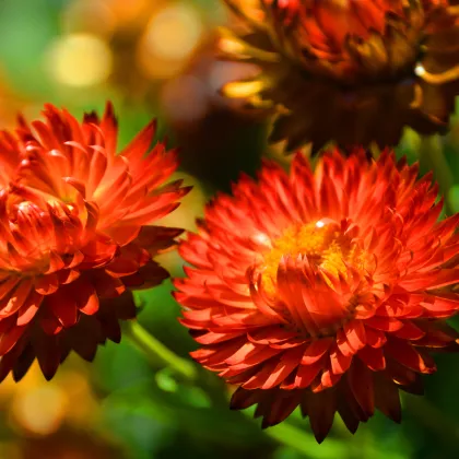 Slamienka červená - Helichrysum bracteatum - semená slamienky - 500 ks