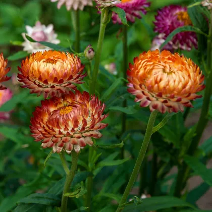 Slamienka bronzová - Helichrysum bracteatum - semená slamienky - 500 ks