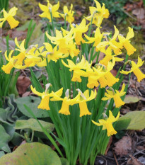 Narcis February gold - predaj cibuľovín - 3 ks