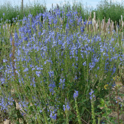 Modrá zvončeková kvetinová lúka - Planta Naturalis - osivo lúčnych kvetov - 40 g