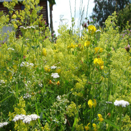 Žltá lúka - semená lúčnych kvetín a tráv - 50 g