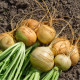 Kvaka Dalibor - Brassica napus var. napobrassica - semená - 250 ks