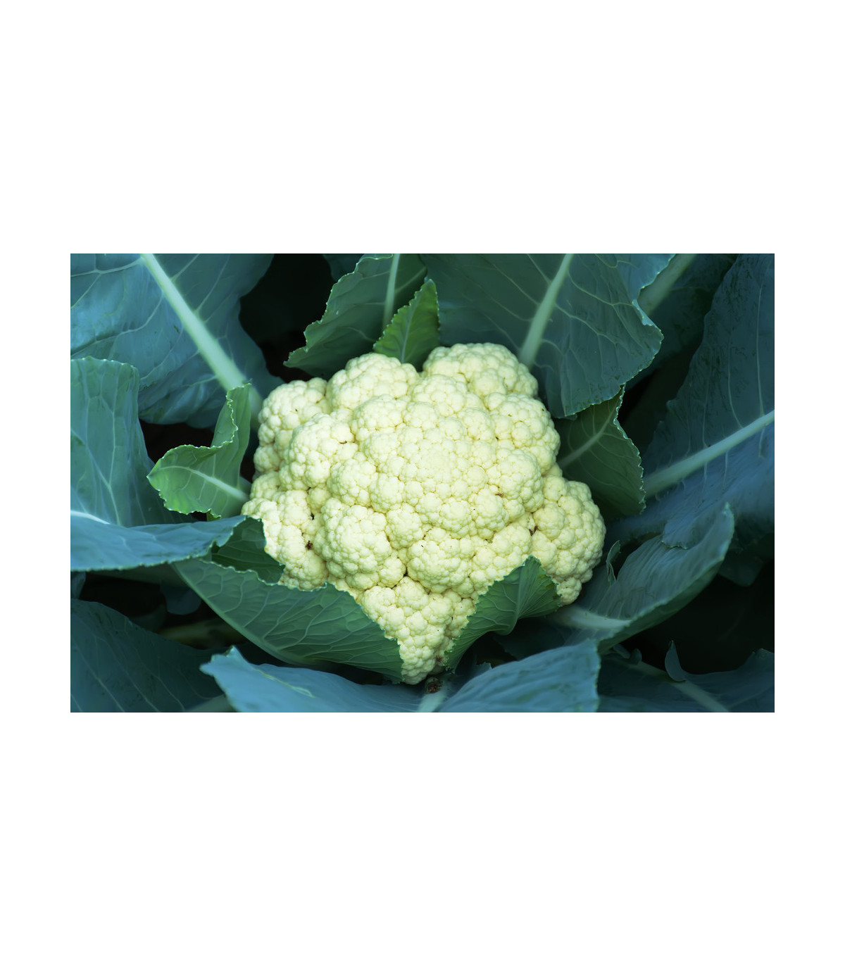 Karfiol neskorý Romanesco - Brassica oleracea botrytis - semená karfiolu - 20 ks