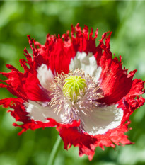 Mak siaty Danish Flag - Papaver somniferum - semená maku - 150 ks