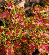 Africká žihľava Colocha Scarlet - Coleus blumei - semená africkej žihľavy - 30 ks