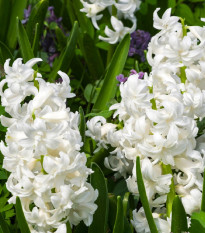 Hyacint plnokvetý Madame Sophie - Hyacinthus - cibuľa hyacintu - 1 ks