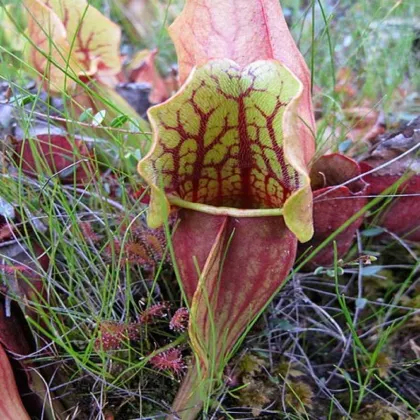 Saracénia purpurová - Sarracenia purpurea - semená saracénie - 8 ks