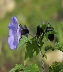 Nikandra - Nicandra physalodes - semená nikandry - 10 ks