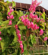 Antigonon mexický - Antigonon Leptopus - semená antigonu - 4 ks