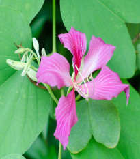 Bauhínia purpurová - Bauhinia purpurea - semená bauhínie - 4 ks