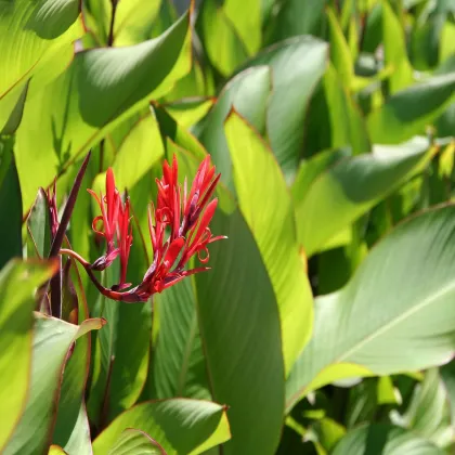 Kana indická - Canna indica - semená kany - 6 ks