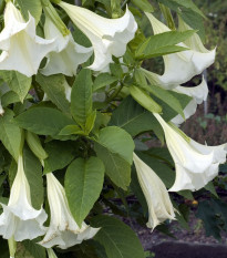 Brugmansia voňavý - Brugmansia arborea - semená brugmansie - 10 ks