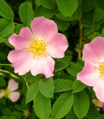 Ruža šípová - Rosa canina - semená ruže - 5 ks