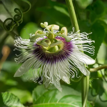 Mučenka jedlá - Passiflora edulus - semená mučenky - 5 ks