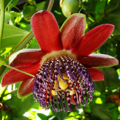 Mučenka štvorhranná - Passiflora quadrangularis - semená mučenky - 4 ks