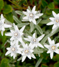 Plesnivec alpínsky - Leontopodium alpinum - semená plesnivca - 15 ks