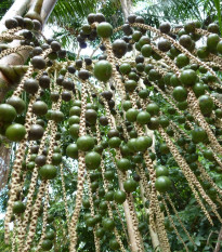 Palma Acai - Euterpe oleracea - semená - 2 ks