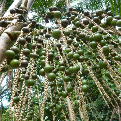 Palma Acai - Euterpe oleracea - semená - 2 ks