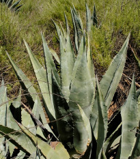 Agáve - Agave atrovirens - semená - 10 ks