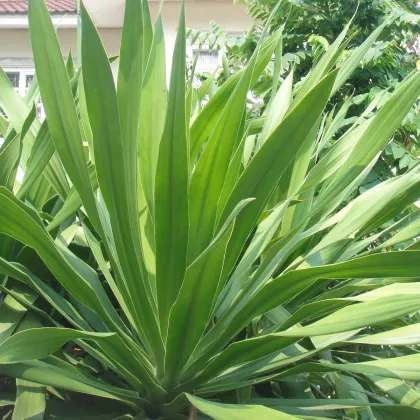 Agáve bulliana - Agave bulliana - semená - 9 ks